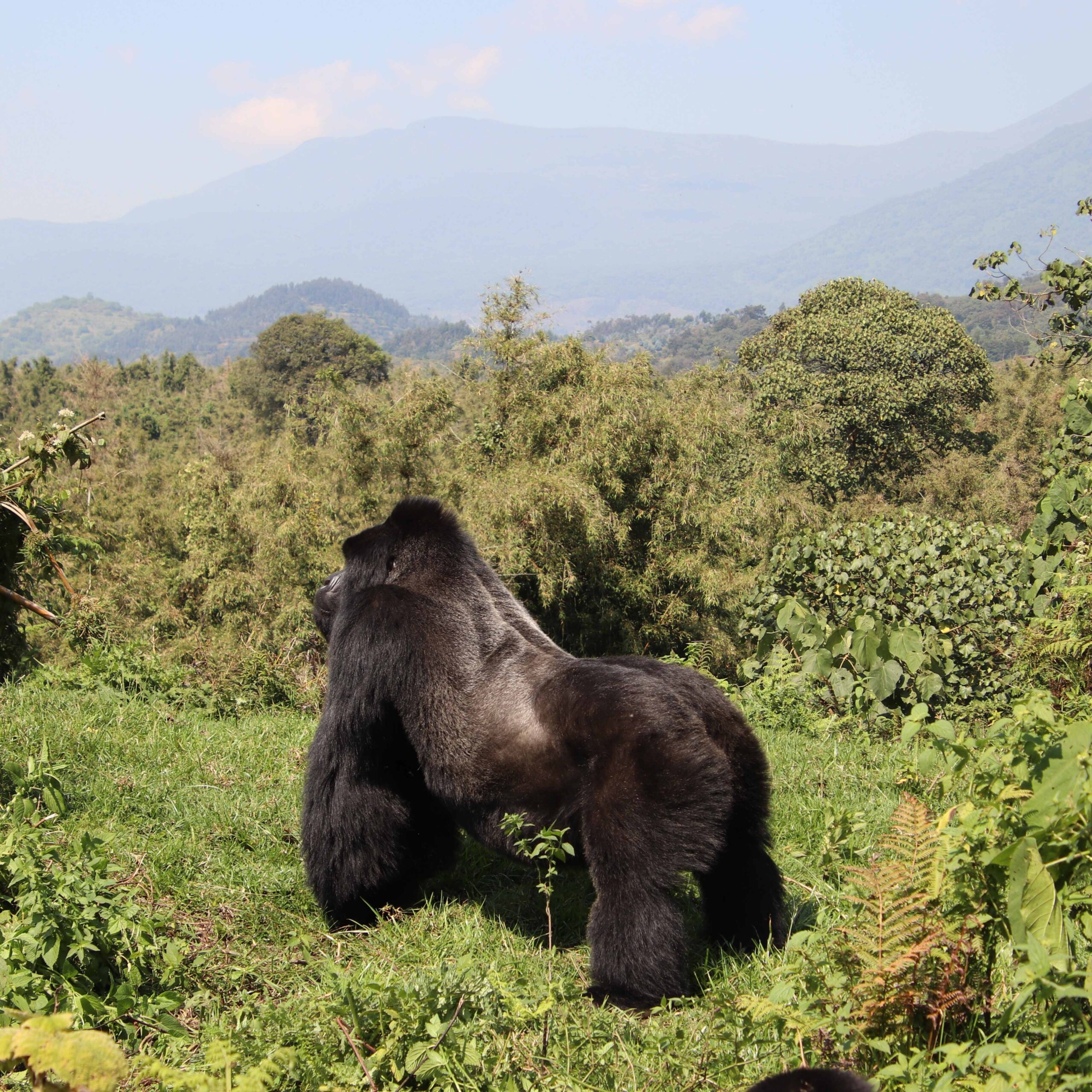 Rwanda – Gorillas (wow!) and So Much More
