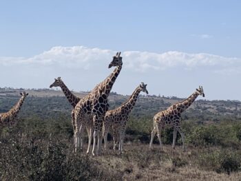 Kenya 29