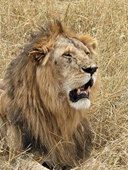Kenya 7