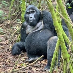 What do Gorillas and Menstrual Pads have in Common?