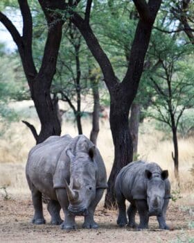 Two rhinos