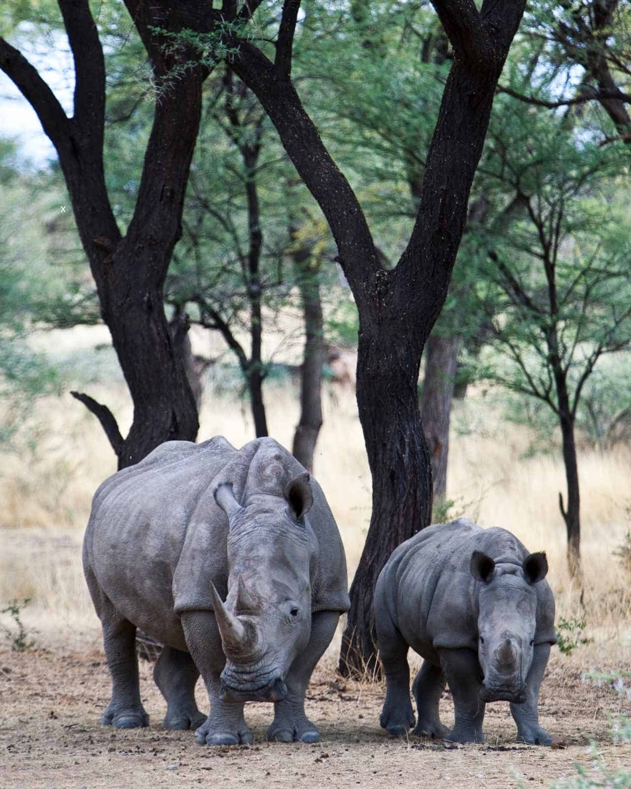 Two rhinos